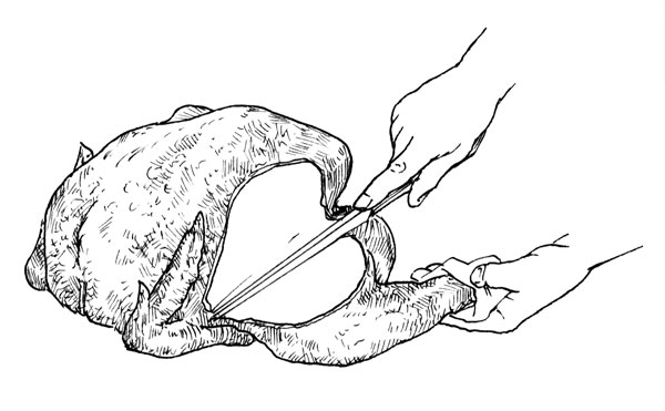 To remove drumstick and thigh, press the leg away from the body. The joint connecting the leg to the hip often snaps free or may be severed easily with the point of a knife. Cut dark meat completely from the body by following the body contour carefully with the knife.